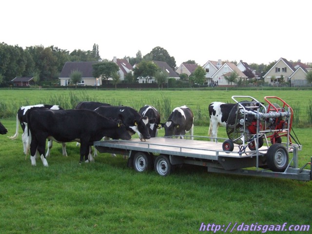 Copyright &copy DatisGaaf.com