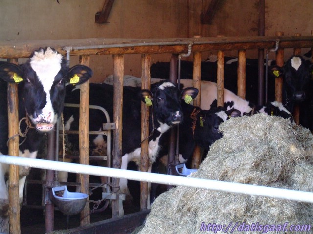 Copyright &copy DatisGaaf.com