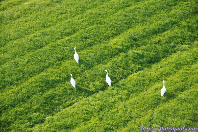 Copyright &copy DatisGaaf.com