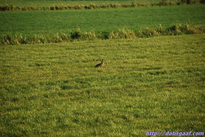 Copyright &copy DatisGaaf.com