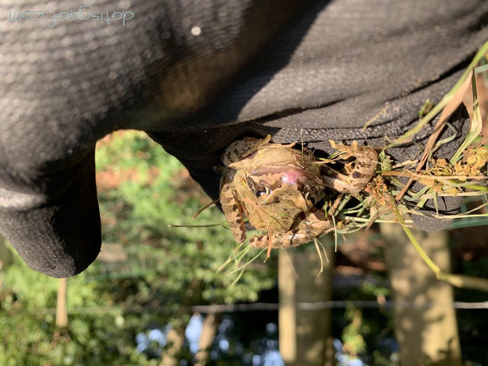 Copyright &copy DatisGaaf.com